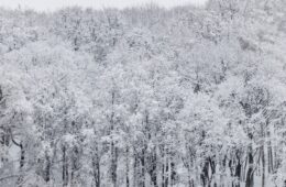 冬天的树的照片