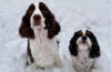 两只狗在雪地里的照片