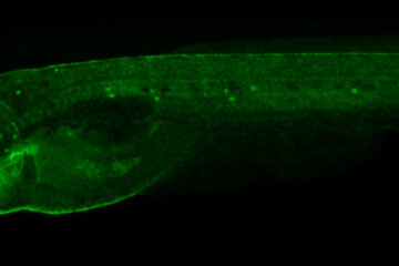 斑马鱼的显微图像，其中的蛋白质毛细胞被染成绿色